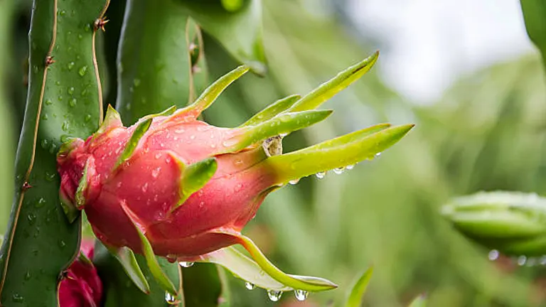 A close-up of a wet dragon fruit still on the cactus, with water droplets glistening on the fruit and surrounding green leaves after a rain.