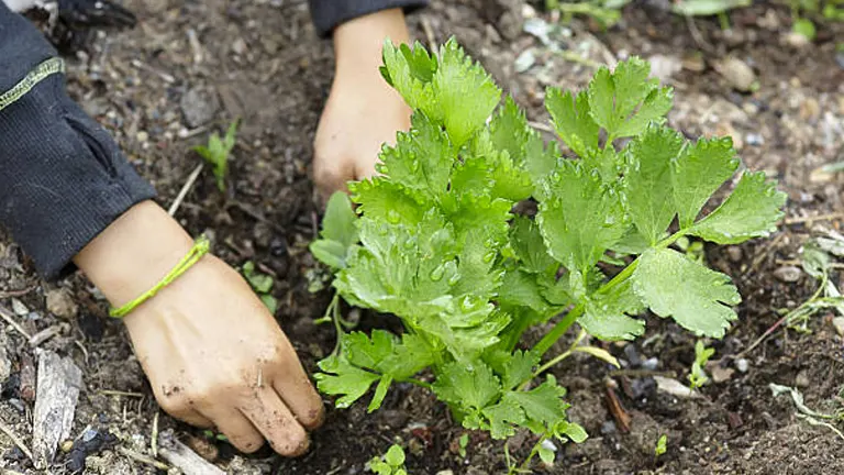 Hands planting young celery plants in moist garden soil.