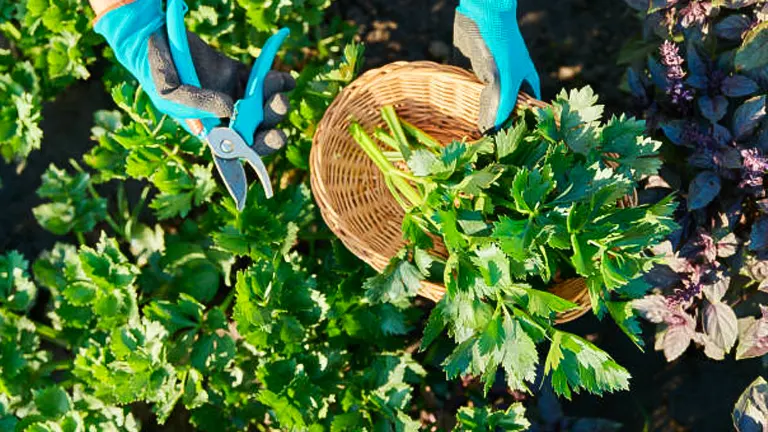 Gloved hands using pruning shears to harvest celery into a wicker basket in a garden.