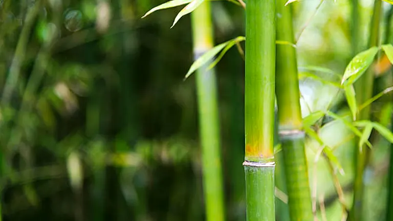 How to Grow and Care for Bamboo: Master the Art of Healthy, Vibrant Plants
