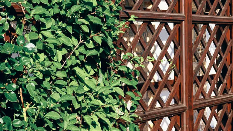 Green climbing plants covering a wooden lattice trellis attached to a wall.