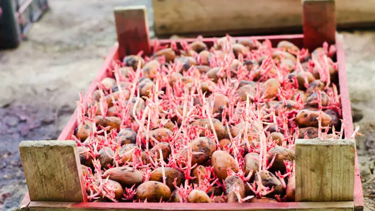 Wooden crate filled with potatoes sprouting vibrant red shoots.
