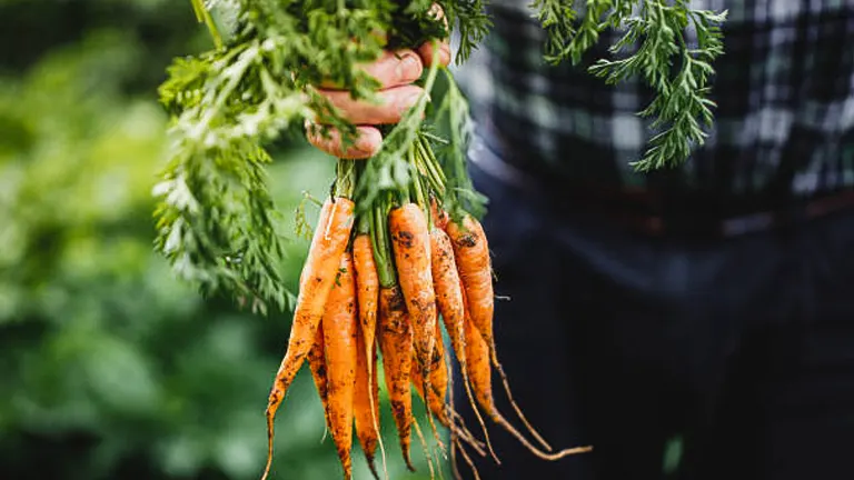 How to Grow and Care for Carrots: Expert Techniques for Bountiful Crops