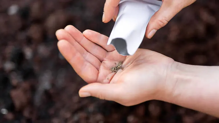 Close-up of hands pouring seeds from a white packet into an open palm, ready for planting in rich soil.