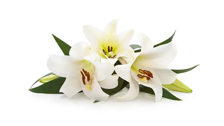 How to Grow and Care for an Easter Lily: Overcome Gardening Challenges