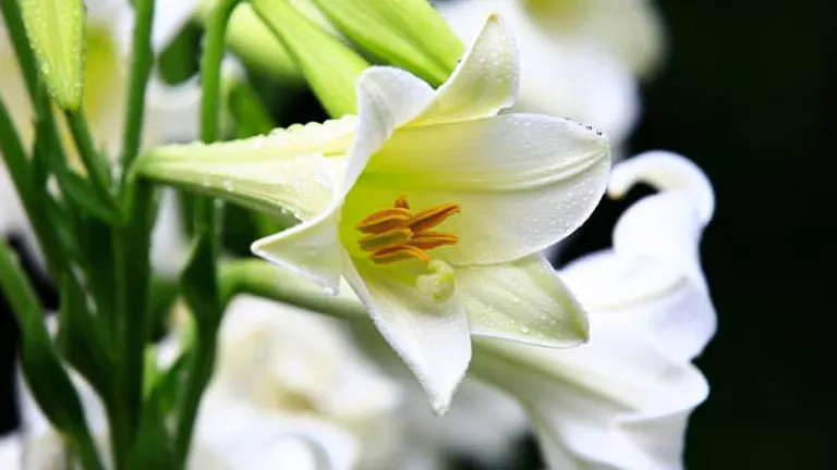 Vibrant close-up of a white Easter Lily flower with dewdrops on its petals, showcasing its delicate texture and bright yellow stamens, set against a soft focus background of green foliage and other lilies.