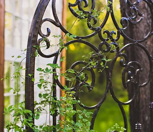 Elegant wrought iron trellis with intricate scroll designs, partially covered with climbing green ivy, set in a lush garden.