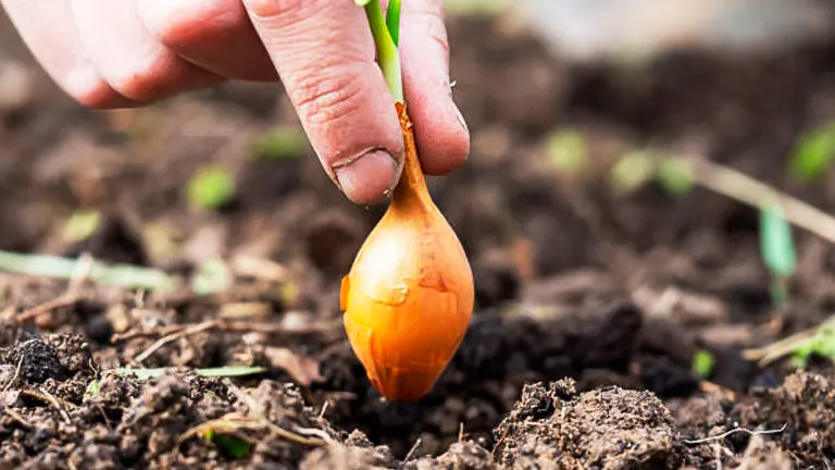 A hand planting an onion bulb in fertile garden soil.