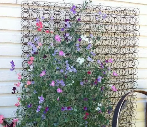 Metal trellis with ornate circular patterns, partially covered by a vibrant mix of blooming sweet peas in shades of purple, pink, and white.