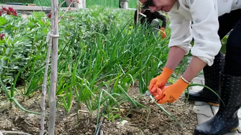 A gardener wearing orange gloves and black boots tends to a garden bed of tall green onion plants, with flowers and plants in the background.
