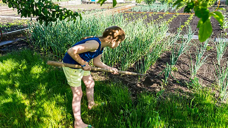 A woman hoeing the soil around a row of lush green onions in a sunny garden, with trees and a garden bed in the background.