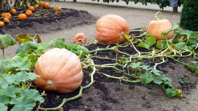 Large orange pumpkins growing on sprawling vines in a well-tended garden, with more pumpkins visible in the background.
