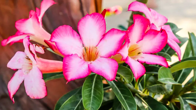 How to Grow and Care for Desert Rose: Discover Proven Techniques