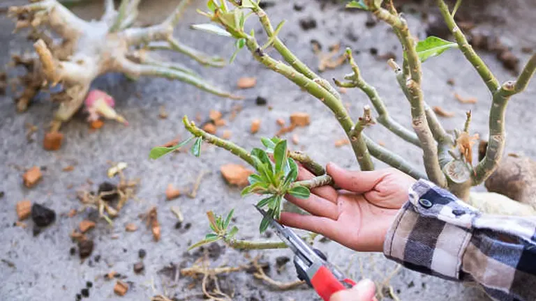 A person in a plaid shirt pruning a Desert Rose plant, focusing on trimming back a branch with small green leaves using red-handled pruning shears. The background shows a sandy surface littered with fallen leaves and debris.