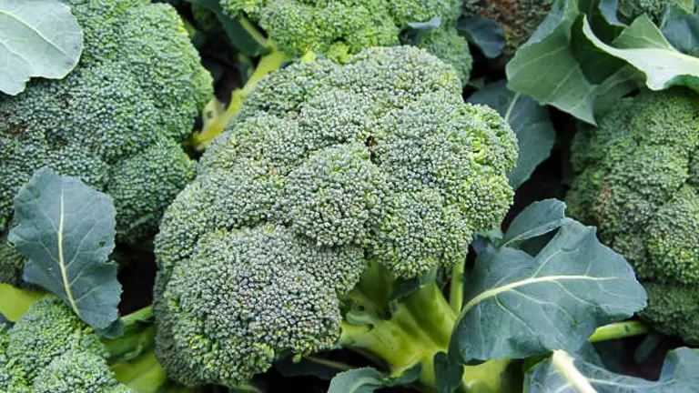 How to Grow and Care for Broccoli: Expert Secrets for a Thriving Crop