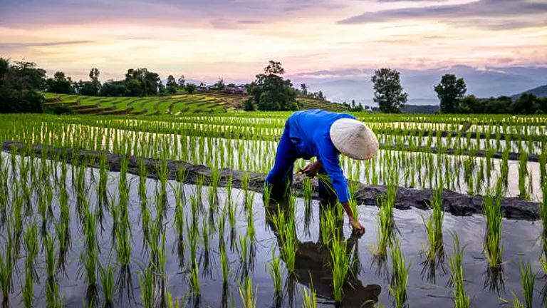 A farmer, dressed in blue with a traditional conical hat, meticulously transplants young rice seedlings in a flooded field at dusk, with a vibrant sunset and lush green terraced paddies in the background.