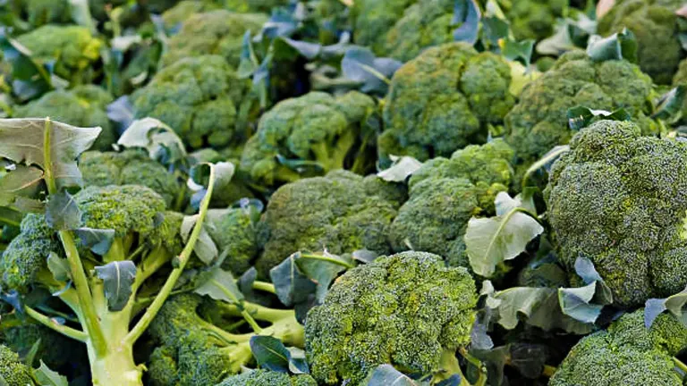 A dense cluster of freshly harvested broccoli heads, displaying vibrant green florets and leaves, closely packed at a market stall.