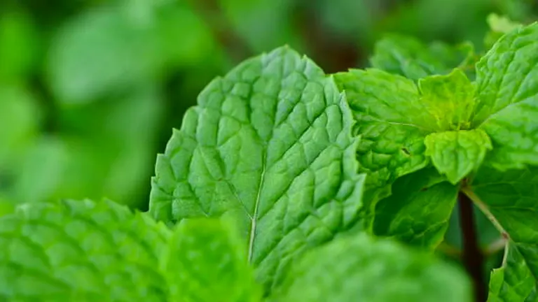 How to Fertilize Peppermint: Boost Your Harvest with Expert Advice