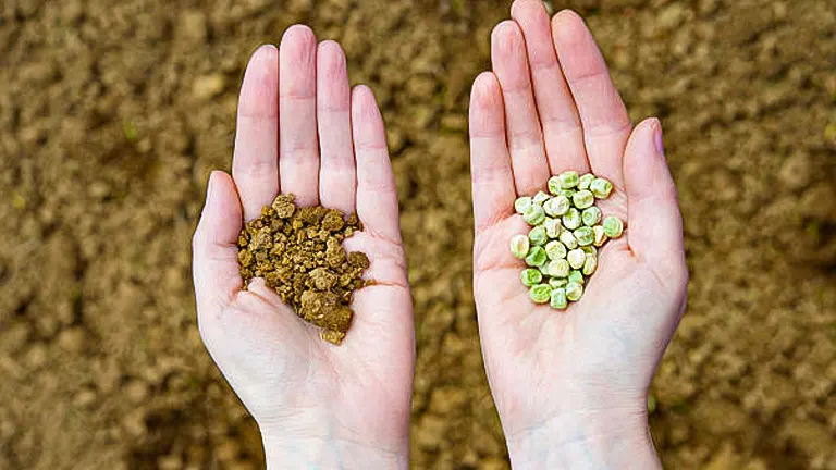 Two open hands held over soil, one holding a small pile of dirt and the other holding several green seeds, symbolizing the beginning stages of planting.