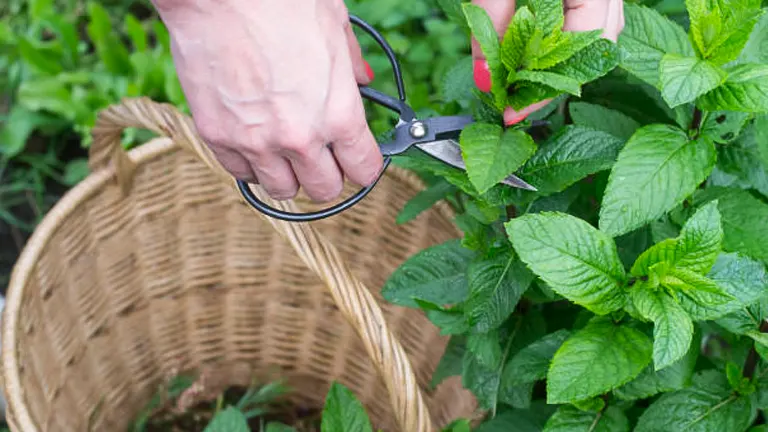 A close-up of a person's hands using small gardening shears to prune fresh peppermint leaves, with a wicker basket nearby to collect the cuttings.
