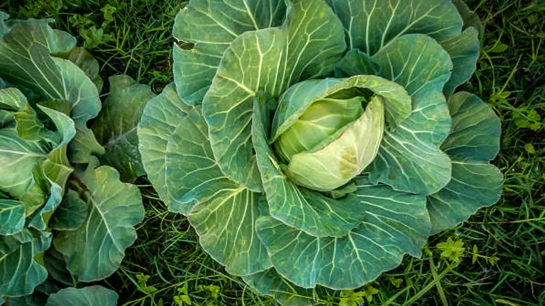 How to Grow and Care for Cabbage Like an Expert: Unlock the Secrets