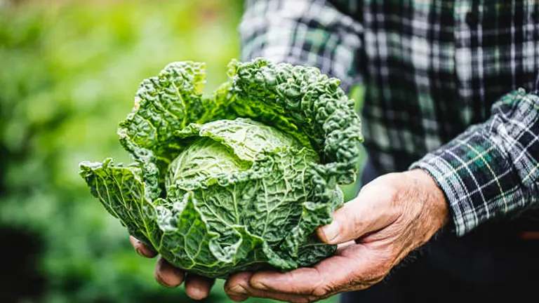 Close-up of an elderly man's hands holding a freshly harvested, vibrant green Savoy cabbage, with a blurred garden background.