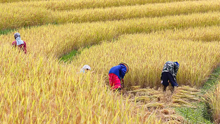 Several farmers, wearing protective hats and colorful clothing, are bent over harvesting ripe golden rice in a vast, sunlit field, manually cutting stalks with traditional tools.