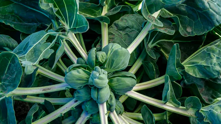 Top-down view of a Brussels sprouts plant showing multiple sprouts clustered at the base of thick stalks surrounded by large, dark green leaves.