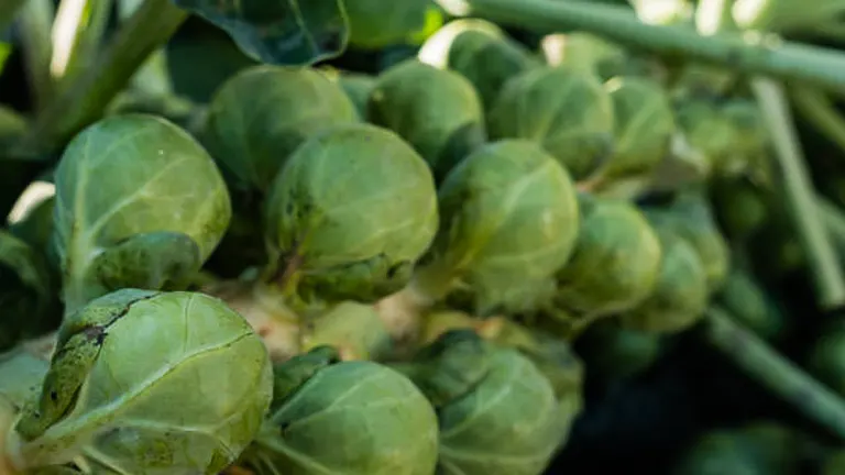Close-up of a cluster of ripe Brussels sprouts on the stalk, showing their detailed texture and vibrant green color in natural sunlight.