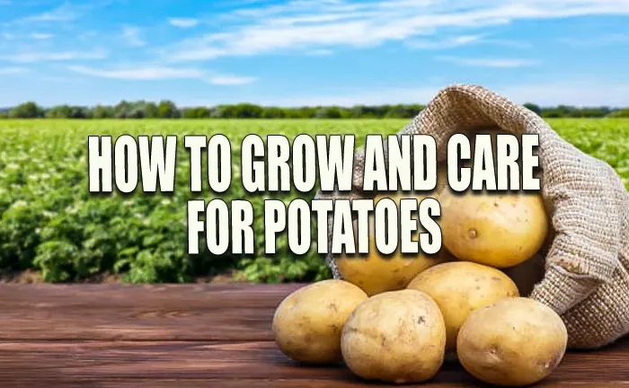 How to Grow and Care for Potatoes: Essential Tips for Bountiful Harvests