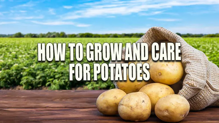 How to Grow and Care for Potatoes: Essential Tips for Bountiful Harvests