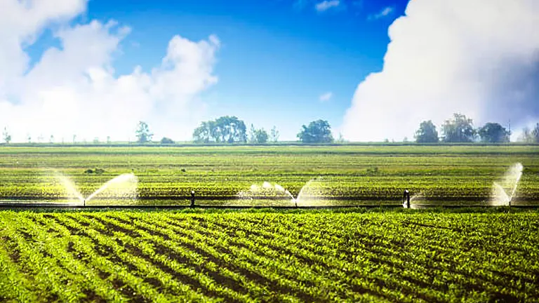 Vast agricultural field under a clear sky, with sprinklers watering rows of lush green crops, showcasing an efficient irrigation system in a rural setting.