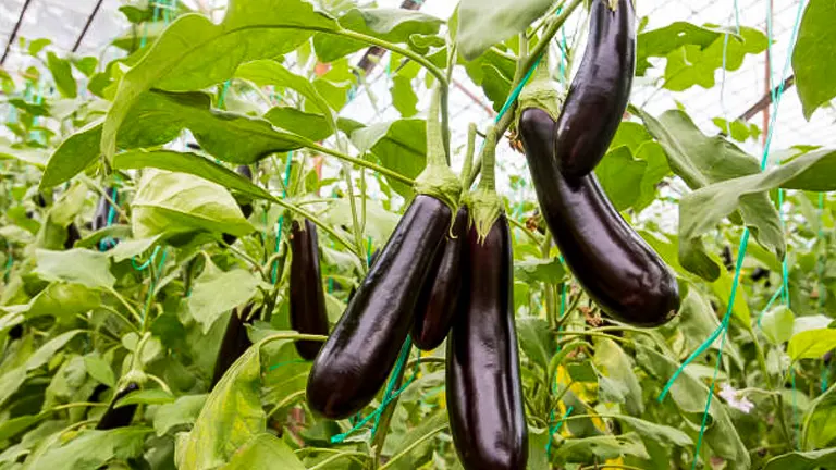 Cluster of glossy, deep purple eggplants growing in a greenhouse, supported by blue strings among green foliage.