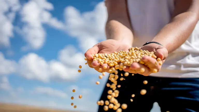 Close-up of a person's hands holding and letting golden soybeans cascade down against a backdrop of a clear blue sky with fluffy clouds, symbolizing abundant harvest and agriculture.
