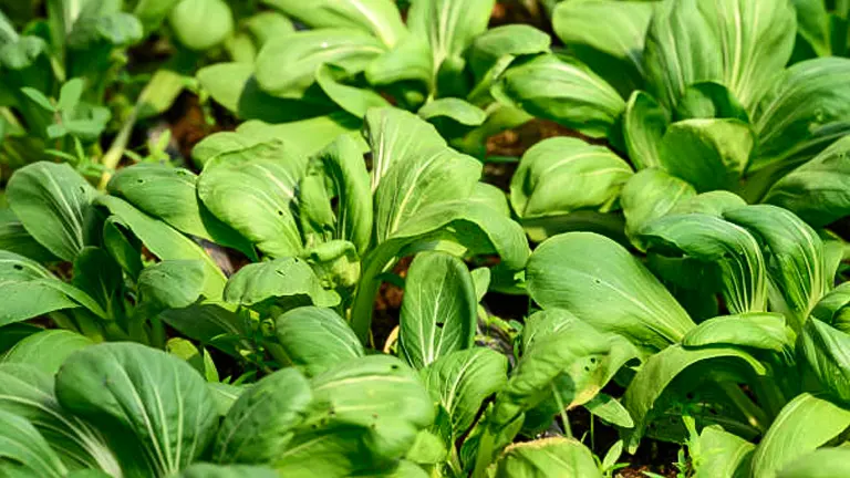 A garden bed densely planted with bok choy, showing numerous vibrant green leaves in rich soil, illuminated by sunlight.
