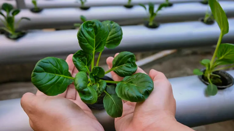 Hands holding a small bok choy plant with vibrant green leaves, with a hydroponic system featuring multiple rows of similar plants in the background.