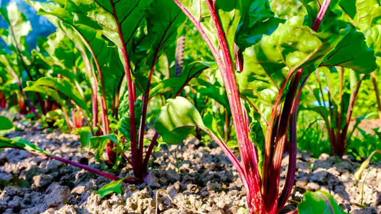 How to Grow and Care for Beetroot: Expert Tips for Magnificent Results