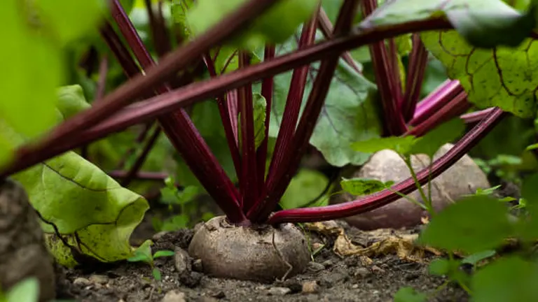 Close-up view of beetroot plants in the soil, showing their bulbous red roots and thick, red stems leading up to green leaves.
