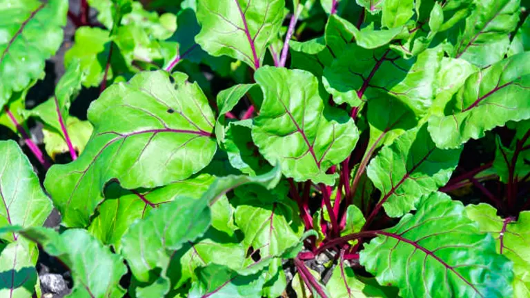 Lush beetroot leaves with prominent red veins growing in a garden, showcasing healthy growth and vibrant colors.