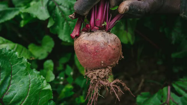 Close-up of a gardener's gloved hands holding a freshly harvested beetroot with vibrant red stalks and green leaves, showing soil on the roots.