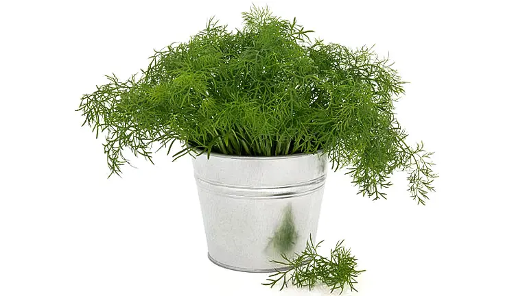 A lush dill plant overflowing from a white metal bucket, isolated on a white background, showcasing its vibrant green, feathery leaves.