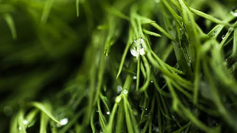 Close-up of fresh, vibrant green dill leaves with tiny water droplets glistening on their surface, highlighting the plant's delicate texture.