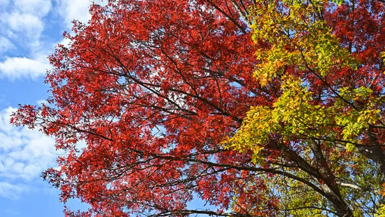 How to Grow and Care for Scarlet Oak Trees: Proven Success Strategies