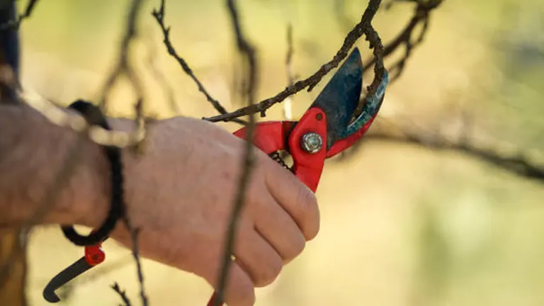 Close-up of a person's hand using red pruning shears to trim a tree branch, with a blurred natural background.
