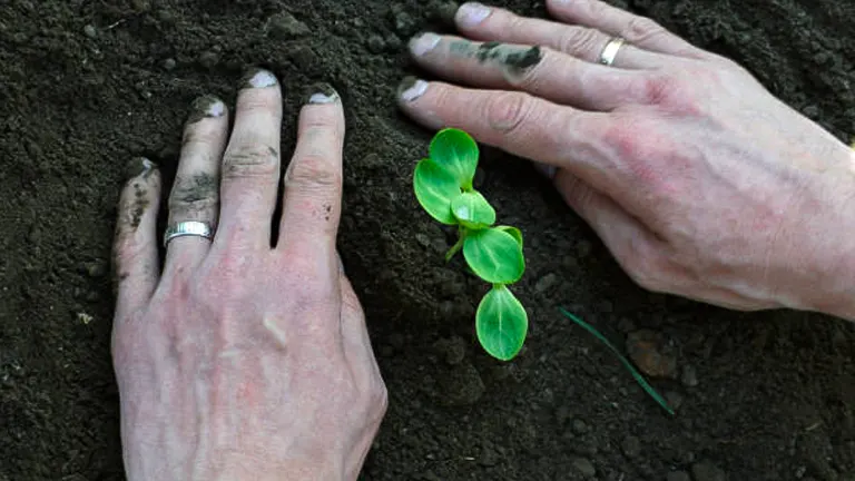 Hands with dirt on them planting a small seedling in soil.