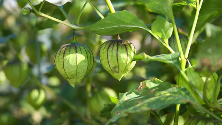 Two green tomatillos growing on a plant, encased in their characteristic husks, surrounded by lush green leaves in a garden setting.