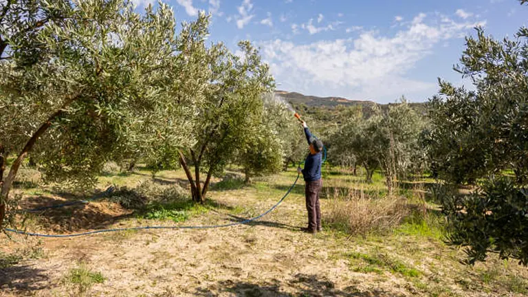 A person standing in an olive grove, using a hose to water the trees on a sunny day with a blue sky and scattered clouds.