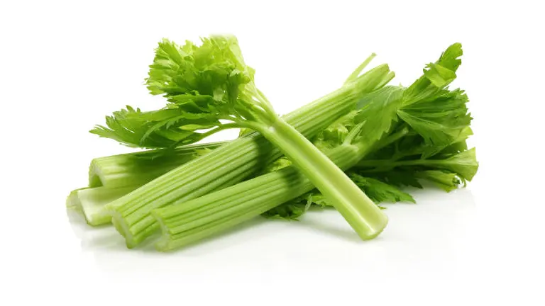 Fresh green celery stalks with leaves on a white background.