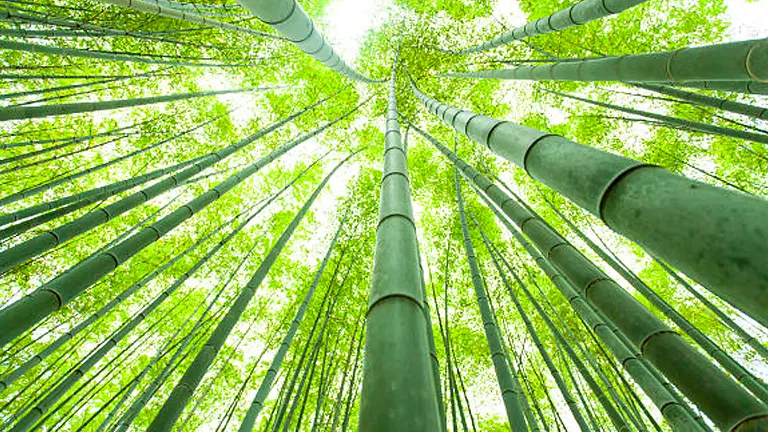 A view looking up at tall green bamboo stalks stretching towards the sky, with a dense canopy of leaves creating a lush, green overhead cover.
