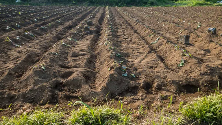 Freshly planted potato rows in a large field with young sprouts emerging from mounded soil.
